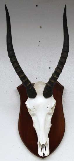 African Blesbuck (Blesbok) Taxidermy Skull Mount or European Mount