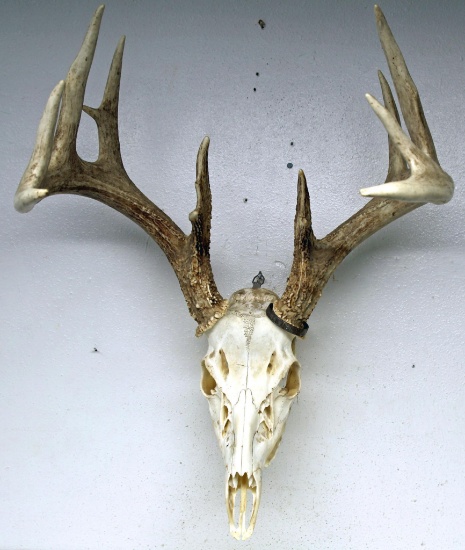 Whitetail Deer Taxidermy Skull Mount or European Mount