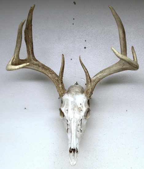 Whitetail Deer Taxidermy Skull Mount or European Mount