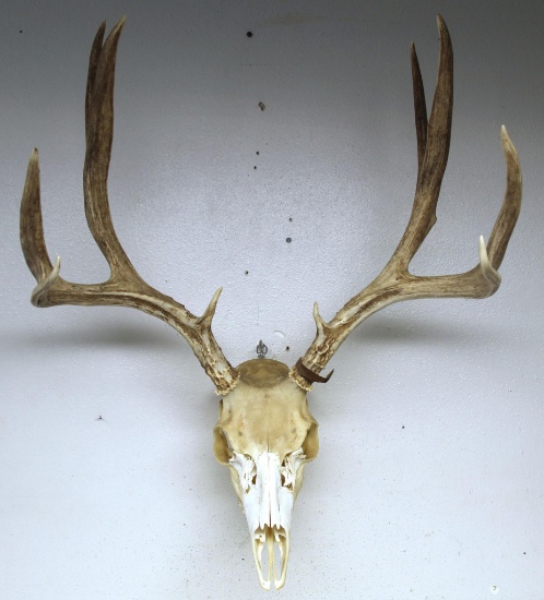 Mule Deer Taxidermy Skull Mount or European Mount