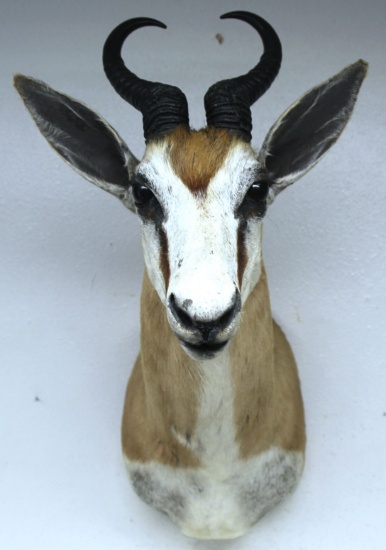 African Springbuck (Springbok) Taxidermy Shoulder Mount - LOCAL PICKUP ONLY WITHIN 30 DAYS
