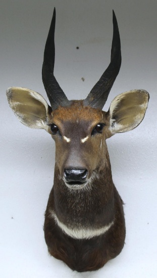 African Bushbuck Taxidermy Shoulder Mount - LOCAL PICKUP ONLY WITHIN 30 DAYS