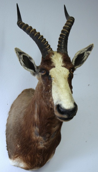 African Common Blesbuck (Blesbok) Taxidermy Shoulder Mount - LOCAL PICKUP ONLY WITHIN 30 DAYS