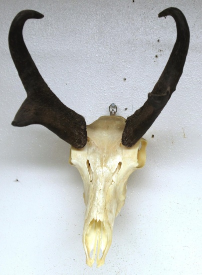 Antelope Taxidermy Skull or European Mount