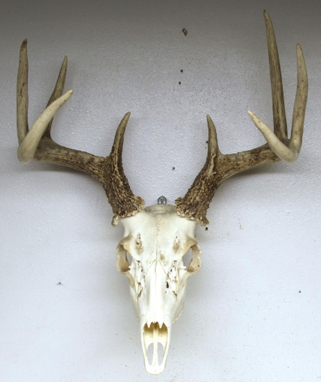 Whitetail Deer Taxidermy Skull or European Mount