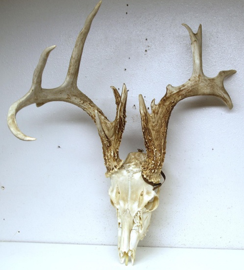 Whitetail Deer Taxidermy Skull or European Mount