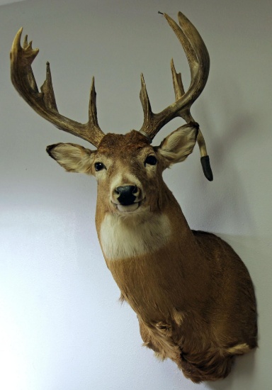 Whitetail Deer Taxidermy Shoulder Mount - LOCAL PICKUP ONLY WITHIN 30 DAYS