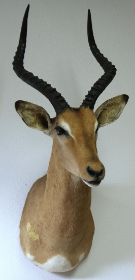 African Impala Taxidermy Shoulder Mount - LOCAL PICKUP ONLY WITHIN 30 DAYS