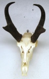 Antelope Taxidermy Skull Mount or European Mount