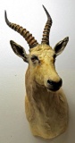 African White Blesbuck (Blesbok) Taxidermy Shoulder Mount - LOCAL PICKUP ONLY WITHIN 30 DAYS