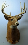 Whitetail Deer Taxidermy Shoulder Mount - LOCAL PICKUP ONLY WITHIN 30 DAYS