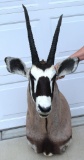 African Gemsbuck (Gemsbok) Taxidermy Shoulder Mount - LOCAL PICKUP ONLY WITHIN 30 DAYS