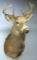 Taxidermy Whitetail Buck Deer Shoulder Mount - LOCAL PICKUP ONLY!!! (Will hold for 30 days)