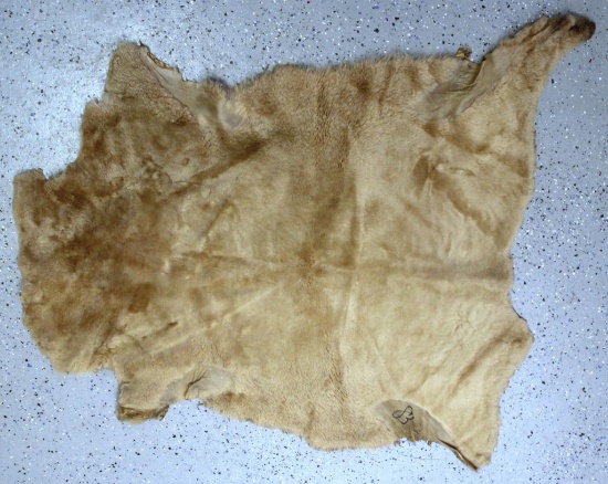 Tanned Dyed Sheepskin, 39" Long 38" Wide at widest point