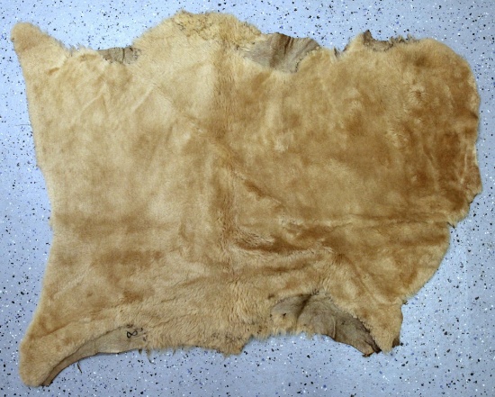 Tanned Dyed Sheepskin, 38" Long 35" Wide at widest point