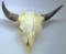 Buffalo Skull with Horns