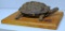 Taxidermy Turtle on Wood Plaque - Plaque 10 1/2