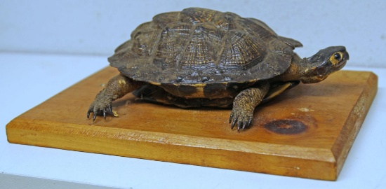 Taxidermy Turtle on Wood Plaque - Plaque 10 1/2" x 7 1/2"