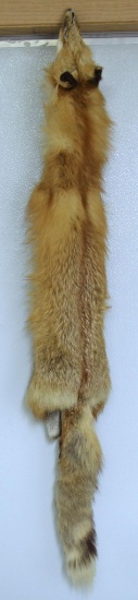 Taxidermy Red Fox Tanned Fur, Tear between Eye and Nose, 54" Nose to Tail