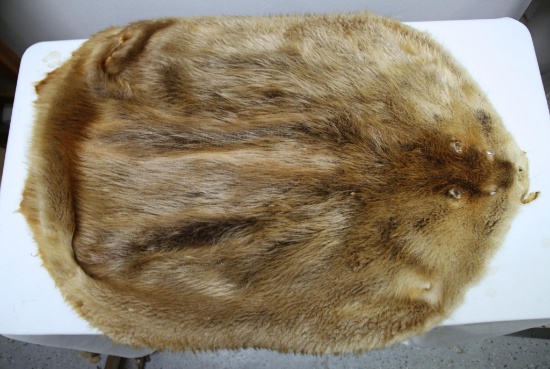 Taxidermy Tanned Beaver Fur 33" x 26"