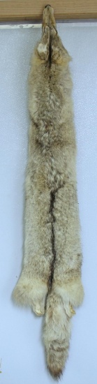 Taxidermy Tanned Coyote Fur 58" Nose to Tail