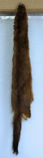 Taxidermy Tanned Mink Fur 27" Nose to Tail