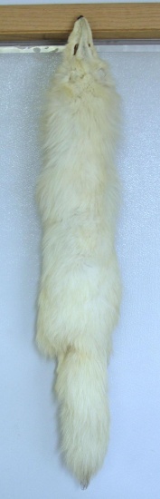 Taxidermy Tanned Arctic Fox Fur 41" Nose to Tail