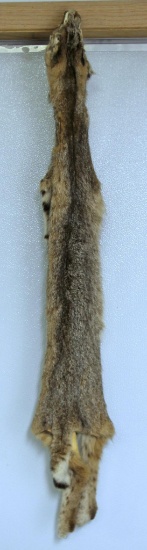 Taxidermy Tanned Bobcat Fur 39" Nose to Tail, Piece of Hide Missing Above Front Left Shoulder,