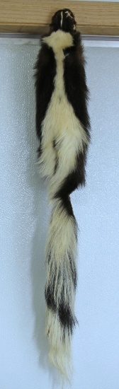 Taxidermy Tanned Skunk Fur 35" Nose to Tail