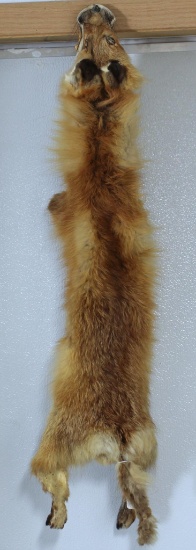 Tanned Red Fox Fur, Poor Tail...