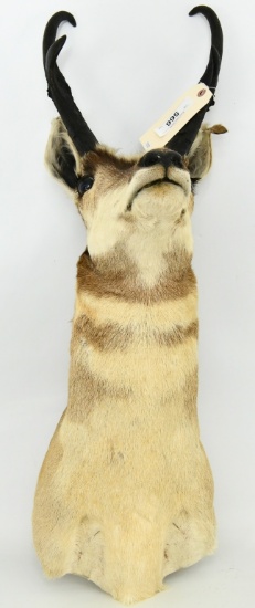 Wall Hanging Taxidermy Pronghorn Antelope Mount