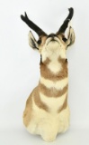 Wall Hanging Taxidermy Pronghorn Antelope Mount