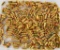 250 Rounds Of Fiocchi .40 S&W HP Ammunition