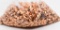 1000 CT Hornady 9mm 115 Grain Bullet Tips