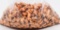 500 Count Of Berry's .45 ACP Reloading Bullet Tips