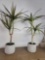 2 Decorative Plants