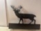 Wooden Deer Cut out