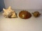 2 Conch Seashells , 1 Haliotis Abalone Seashell