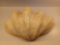 Giant Clam Sea Shell