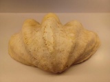 Giant Clam Sea Shell