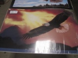 Bald eagle Posters