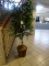 TREE’S, EASEL W/DRY ERASE & CLIP STAND, TRASH CANS, LITERATURE RACK (ON LOBBY FLOOR)
