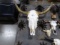 LONG HORN COW SKULL