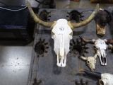 LONG HORN COW SKULL