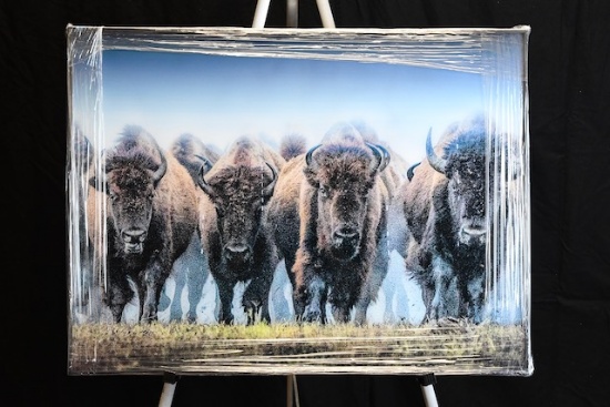 Buffalo Stampede