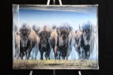 Buffalo Stampede