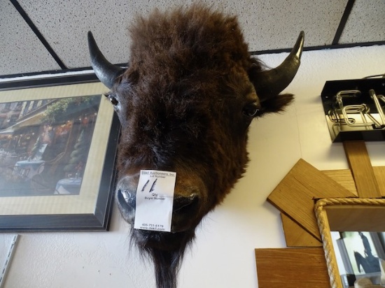 BUFFALO HEAD