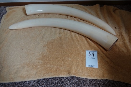 PAIR OF IVORY TUSKS
