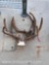 2 DEER SKULLS VELVET