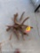 4 DEER ANTLERS VELVET